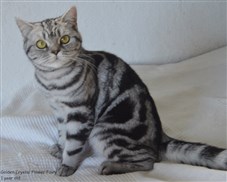 silver tabby british shorthair cat