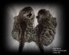 silver spotted british shorthair kittens