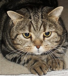 brown tabby british shorthair cat