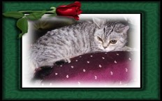 silver spotted british shorthair