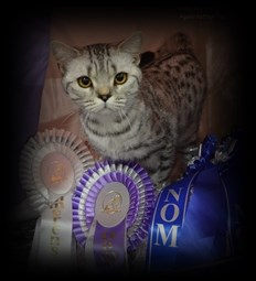 silver spotted british shorthair cat