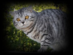 silver spotted british shorthair cat