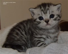 silver spotted british shorthair