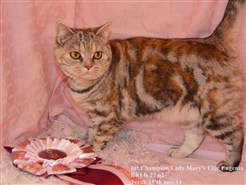 tortie silver tabby british shorthair