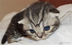 silver tabby british shorthair