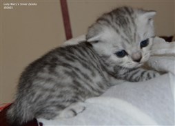 silver spotted british shorthair