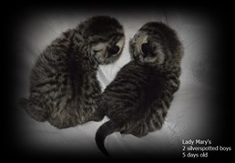 silver spotted british shorthair kittens