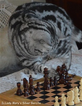 silver tabby british shorthair chess