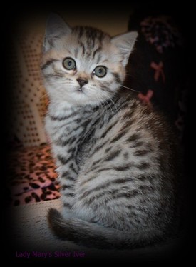 silver spotted british shorthair kitten