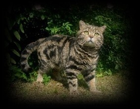 Lady Mary's Brown Ximir