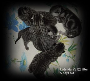 silver tabby spotted british shorthair kittens