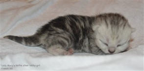 tortie silver tabby girl