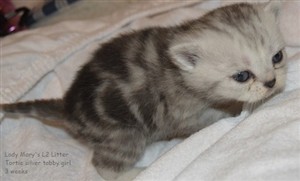 tortie silver tabby british shorthair kitten