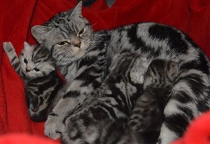 british shorthair kittens