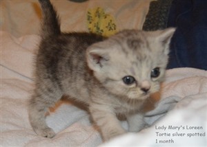 tortie silver spotted kitten