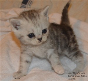 tortie silver tabby kitten