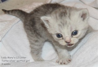 tortie silver spotted kitten