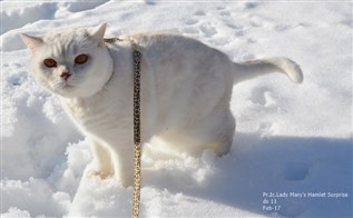 Shaded cameo british shorthair cat