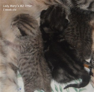 tabby and spotted british shorthair kittens