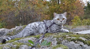 silver spotted british shorthair