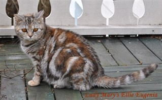 tortie silver tabby british shorthair