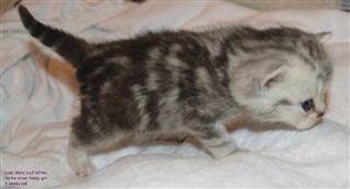 tortie silver tabby kitten