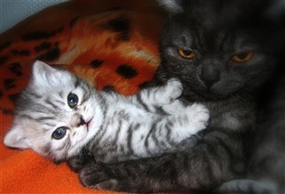 silver british shorthair breeder