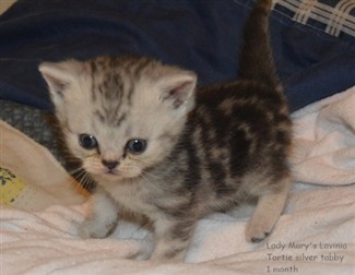 tortie silver tabby kitten