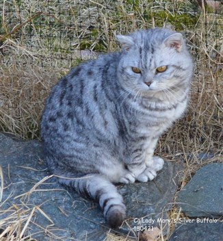 silver spotted british shorthair