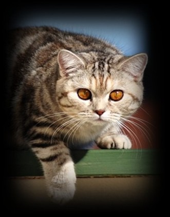 tortie silver tabby british shorthair cat