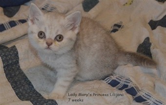 lilac silver spotted british shorthair kitten