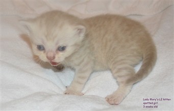 spotted british shorthair kitten