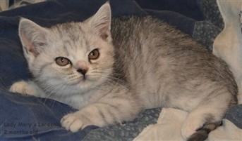 tortie silver spotted british shorthair kitten