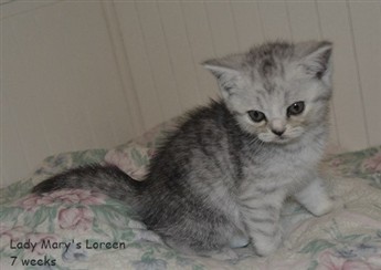 tortie silver spotted british shorthair kitten