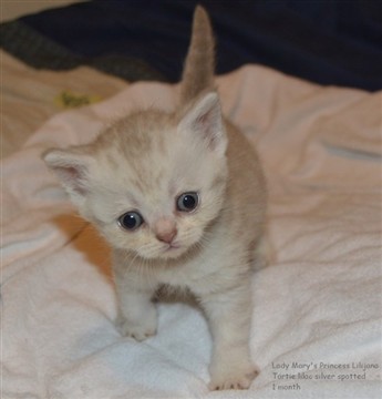 tortie lilac silver spotted kitten