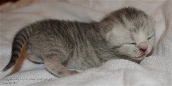 tortie silver spotted girl