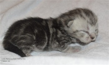 silver tabby boy