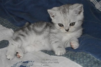 tortie silver tabby kitten