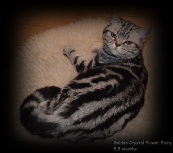 silver tabby british shorthair