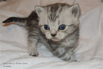 silver tabby kitten