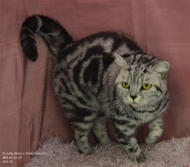 silver tabby british shorthair cat