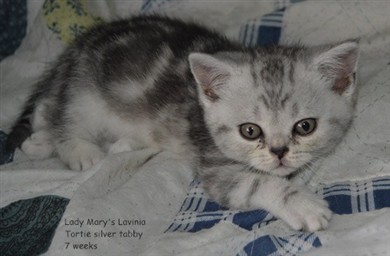 tortie silver tabby british shorthair kitten