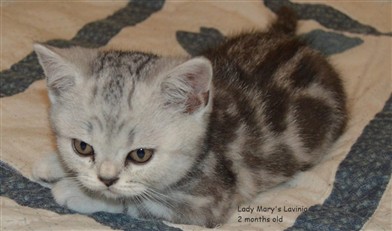 tortie silver tabby british shorthair kitten