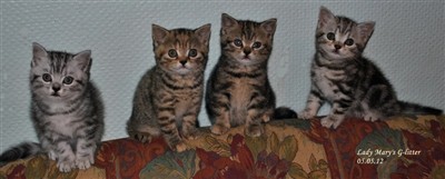 tabby british shorthair kittens