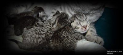 silver tabby spotted british shorthair litter