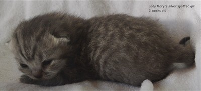 silver spotted british shorthair kitten