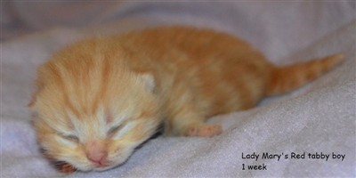 red tabby british shorthair kitten