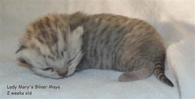 silver spotted british shorthair kitten