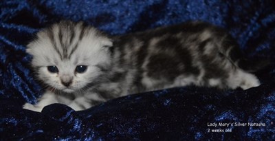 silver tabby british shorthair kitten