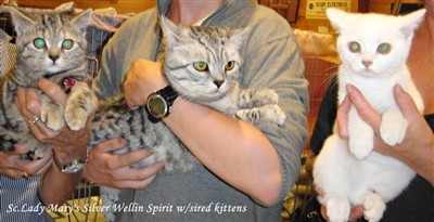 british shorthair kittens